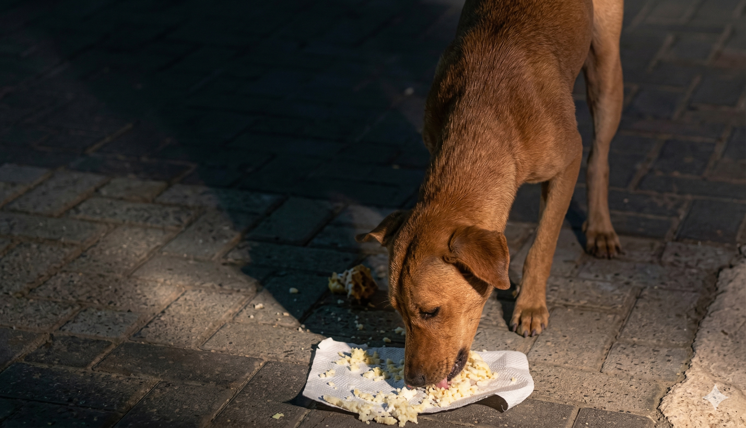 Volunteer feeding a rescued street dog at night for A Home For Every Heart rescue.streets dogs feeing time 
www.streetsdogs.com
Copyright © 2026 streetsdogs.com