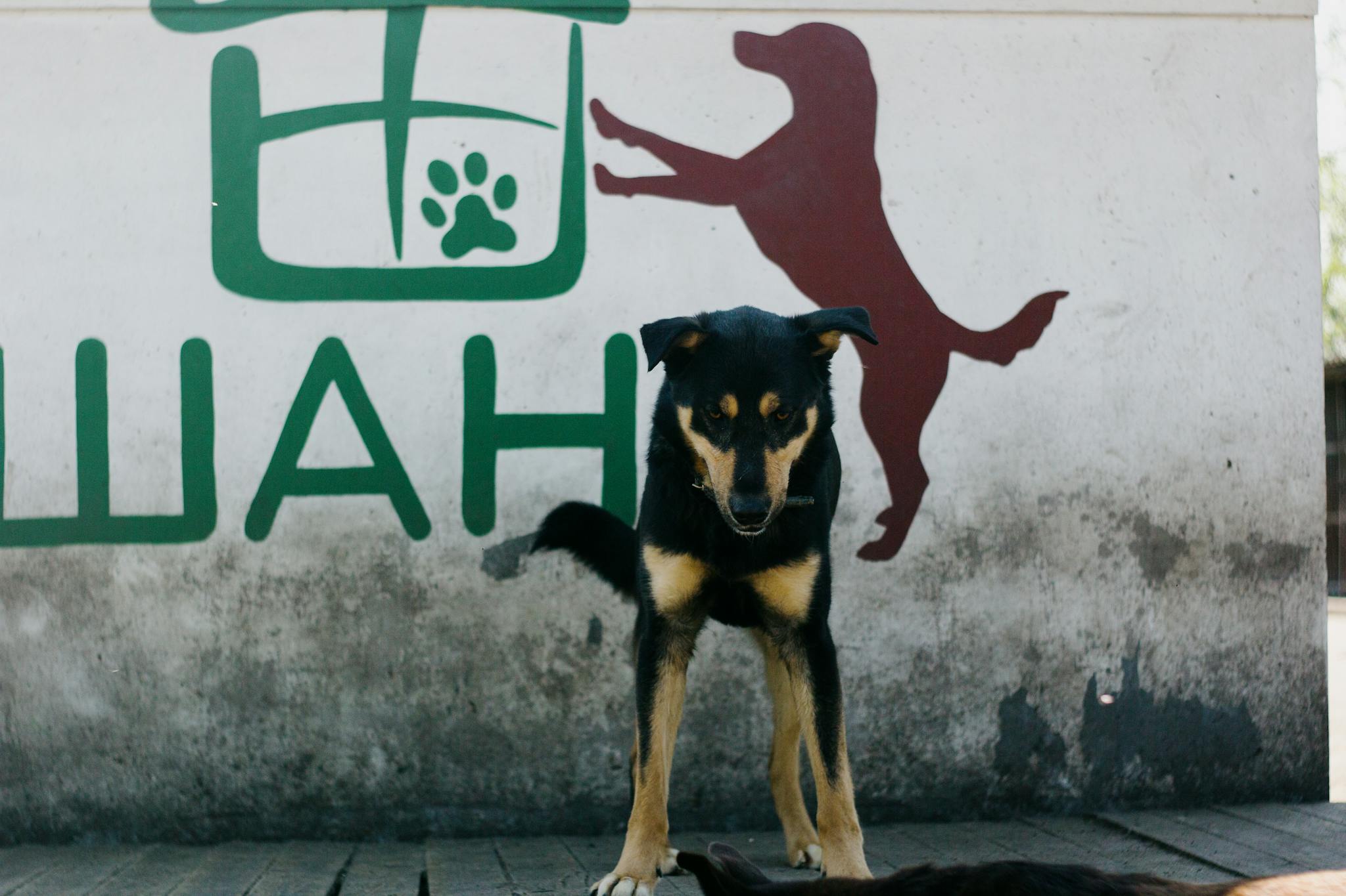 A black and tan dog stands alertly by a mural featuring a silhouette of a jumping dog.