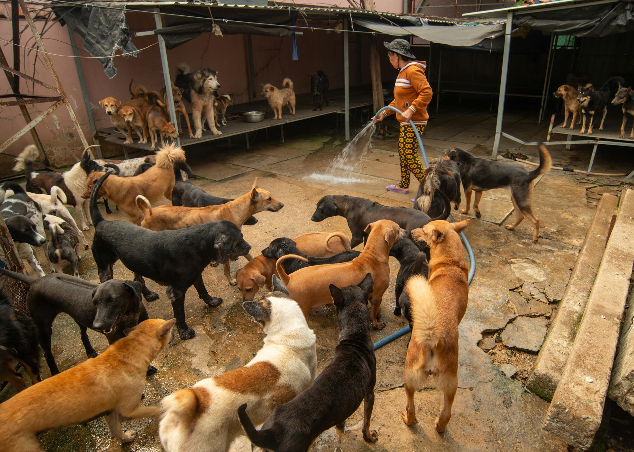 A caretaker waters a group of dogs in an outdoor shelter in Ho Chi Minh City, Vietnam.