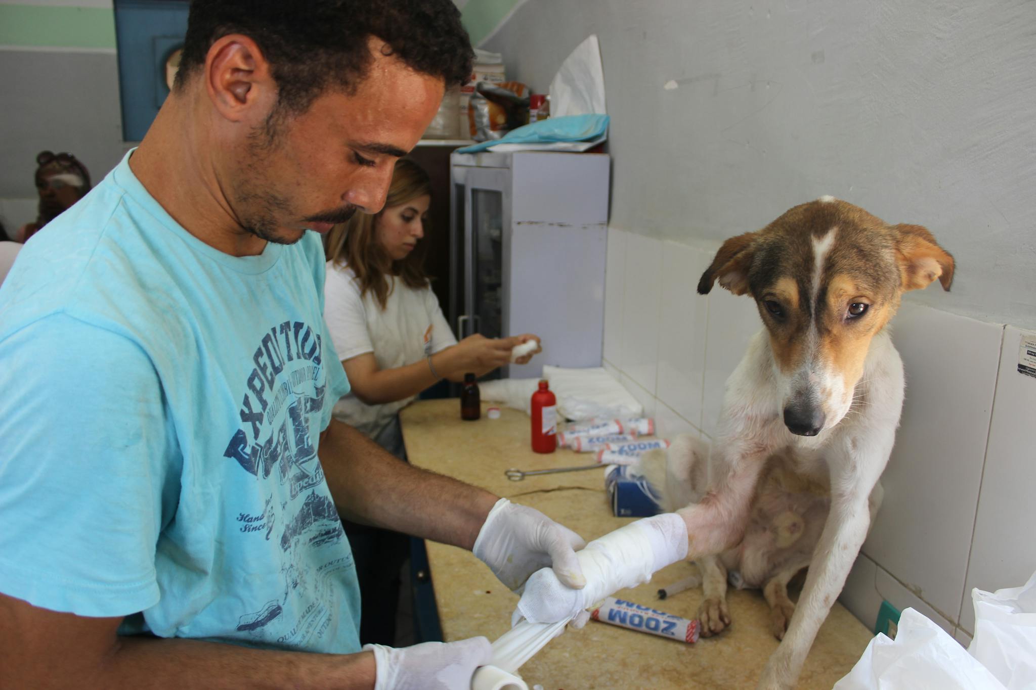 A Caring Veterinarian Bandages The Leg Of An Injured Dog In A Clinic Setting. 7008099 2048x1365