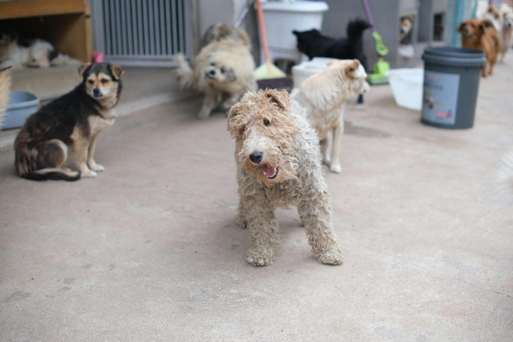 Home A collection of various dog breeds sitting on concrete in a shelter, waiting for adoption.