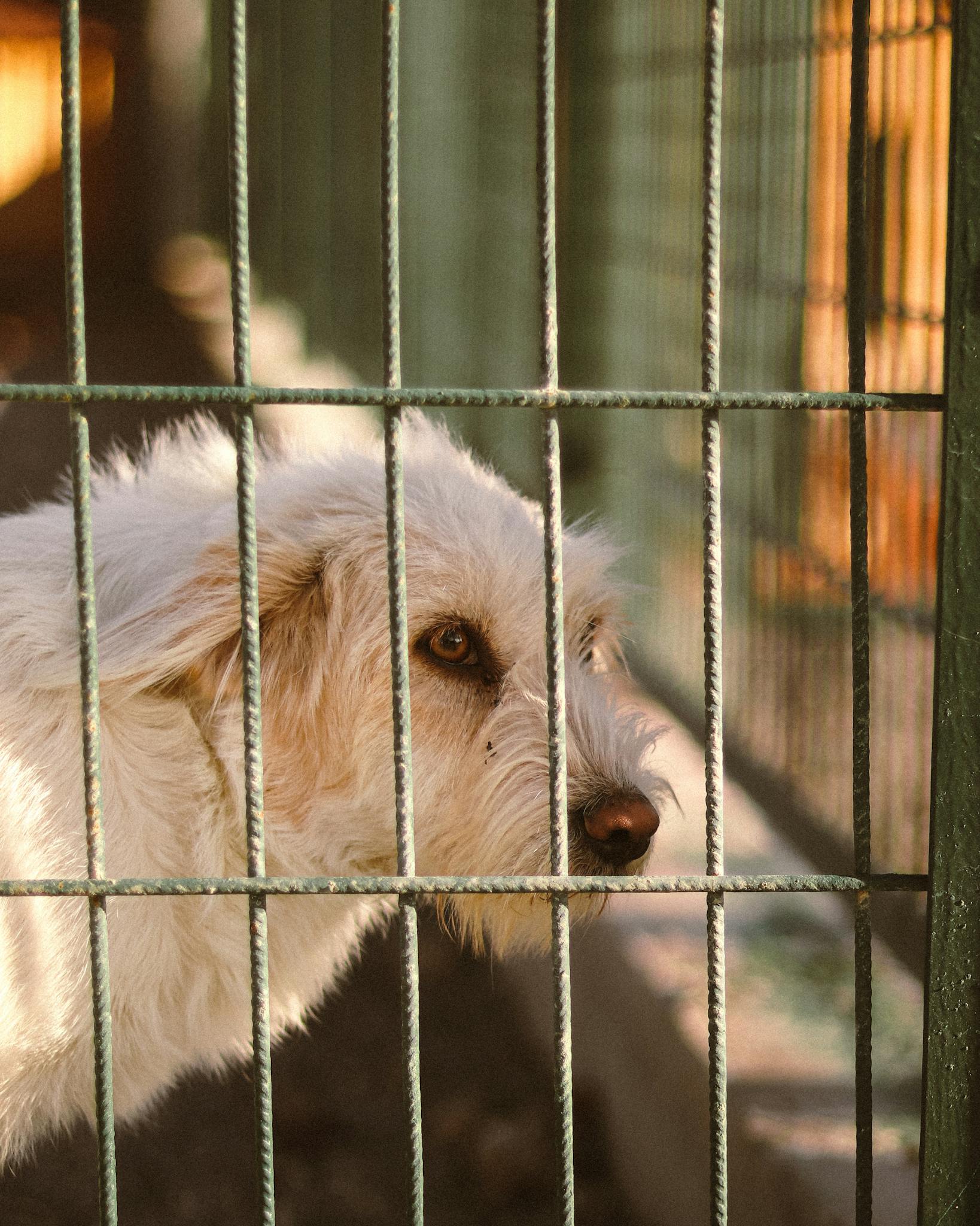 A lonely dog gazes through the bars of its cage, highlighting pet adoption needs.