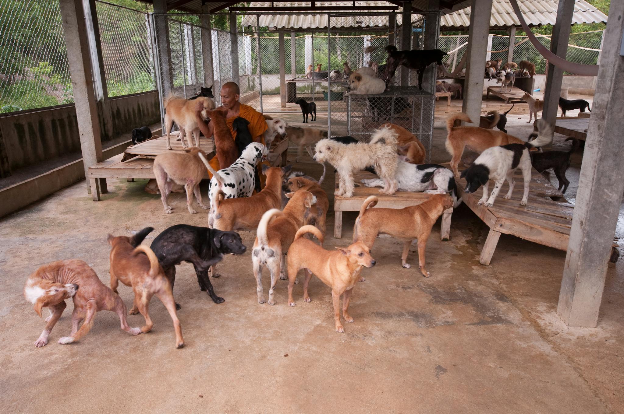 A monk surrounded by various dog breeds in a shelter, showing compassion and care.