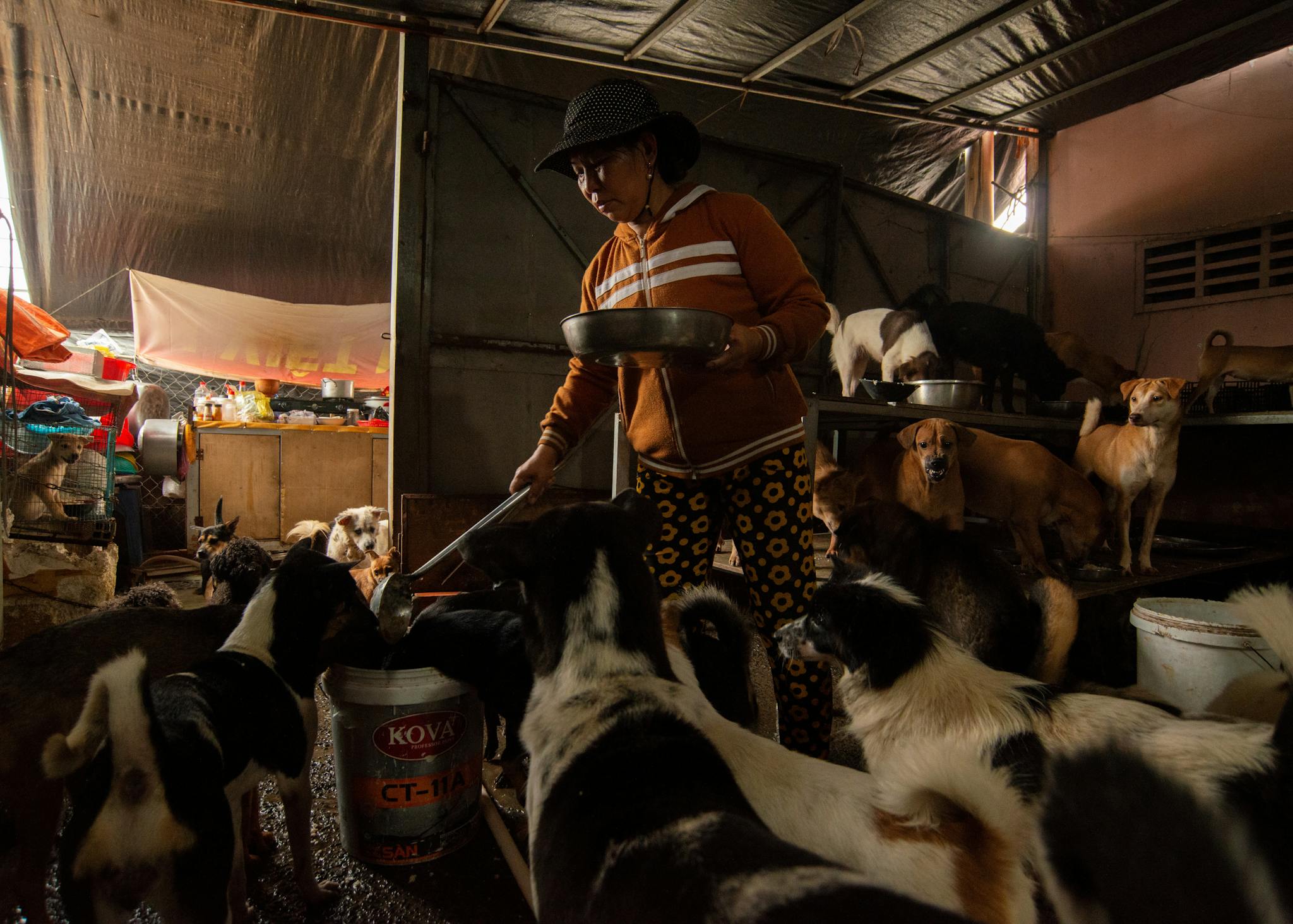 A woman serves food to multiple dogs in an animal shelter located in Ho Chi Minh City, Vietnam.