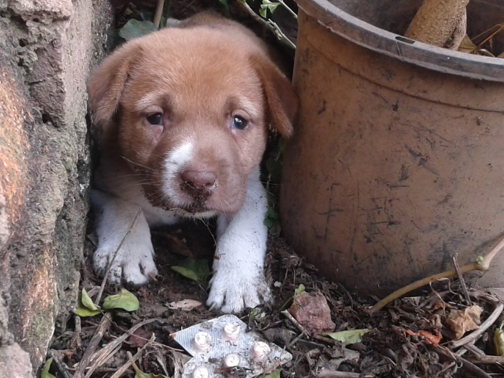 A rescued brown and white street puppy resting safely, representing the Safe Haven medical care program by Streets Dogs charity.