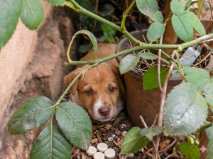 Home Rescued street puppy receiving care at the Streets Dogs sanctuary.
www.streetsdogs.com
street dog protection