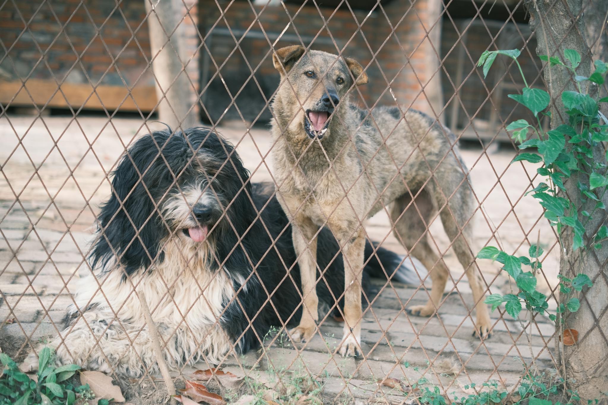 Home Close Up Of Two Mixed Breed Dogs Behind A Wire Fence At An Animal Shelter. 16465570 2048x1365