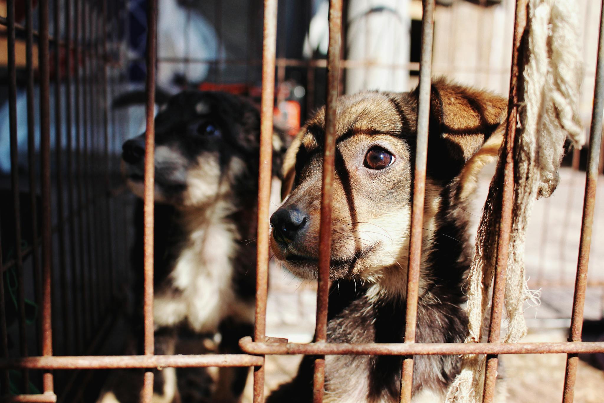 Two adorable puppies behind bars, seeking adoption in Ukraine.