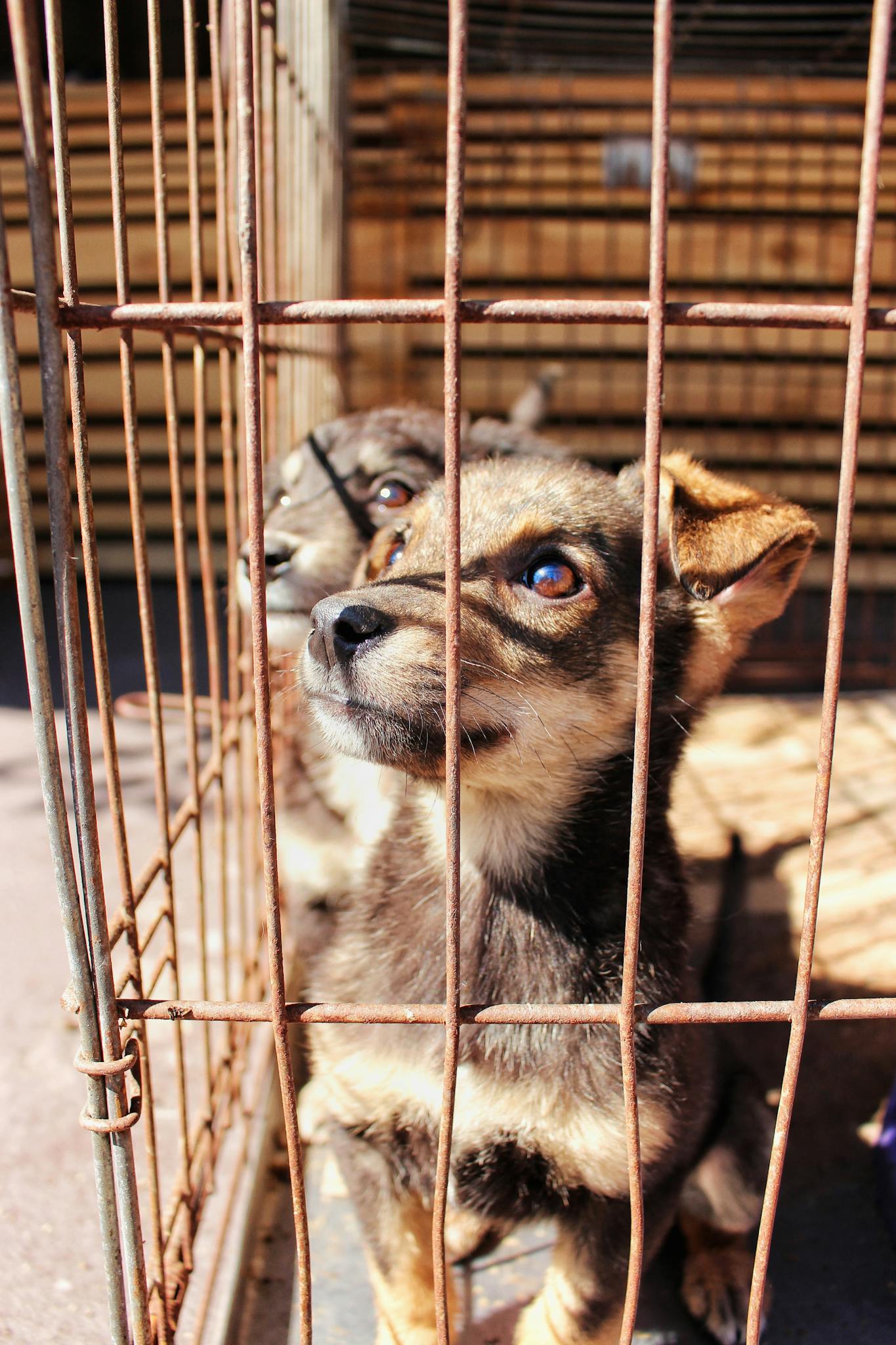 Two puppies in a cage under sunlight, depicting themes of captivity and adoption.