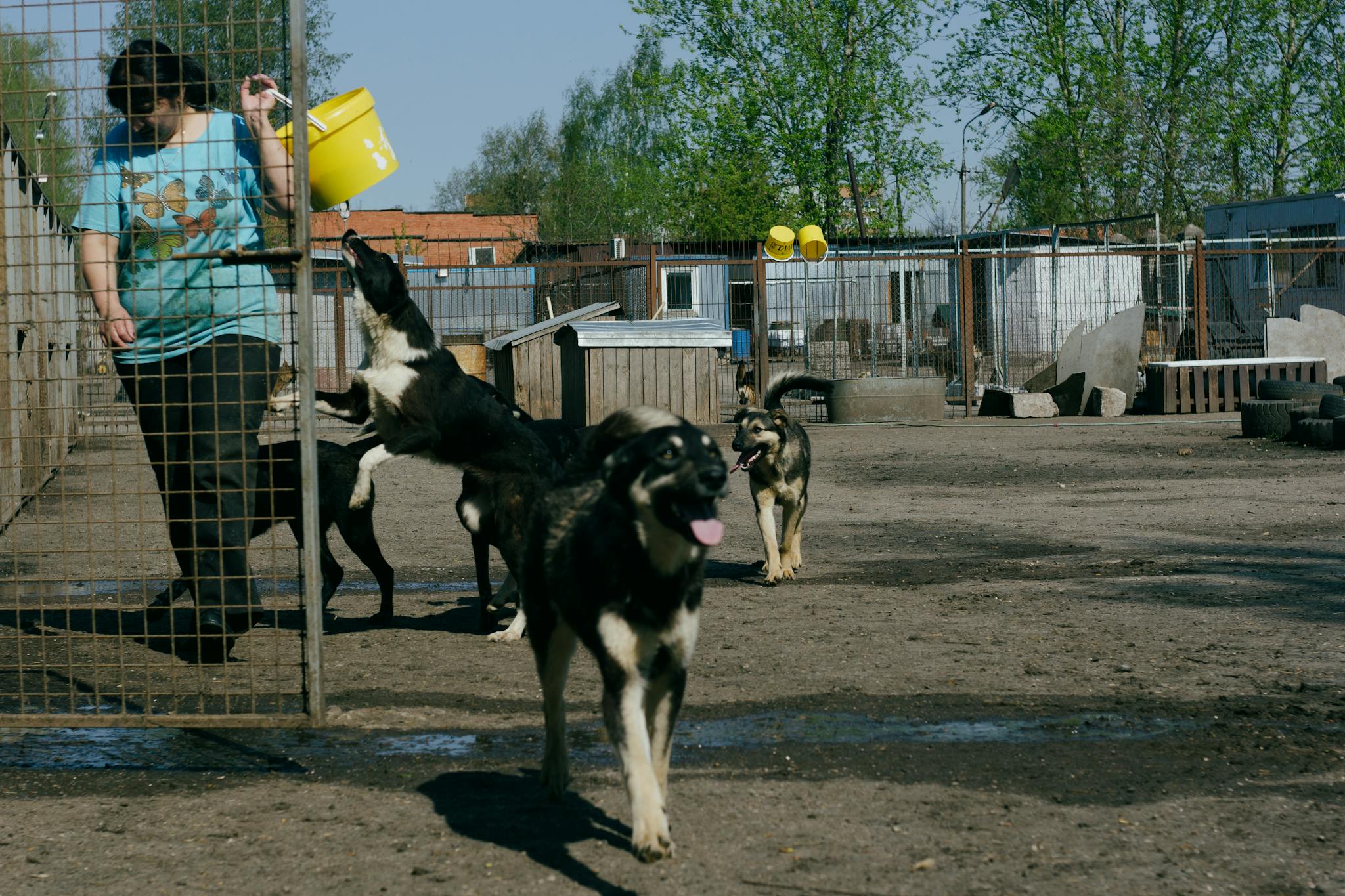 Woman walking dogs at a shelter, some eagerly performing tricks to reach a yellow bucket.