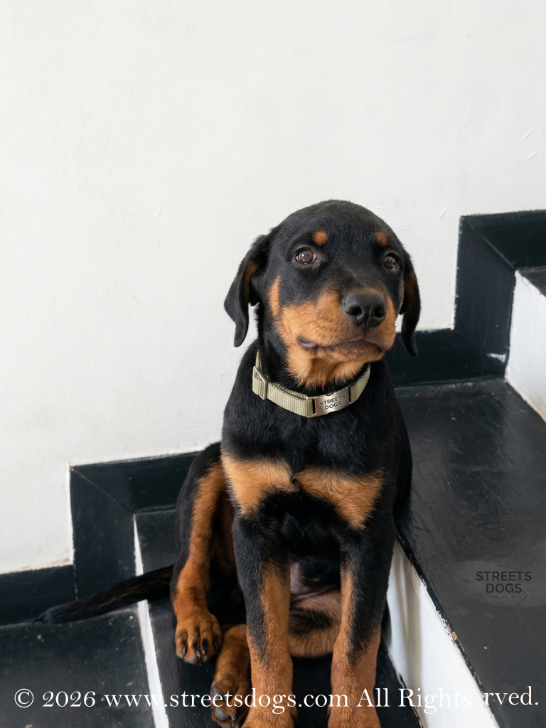 Legacy, a rescued street dog at A Home For Every Heart sanctuary, wearing a collar and waiting for his nutritious food.